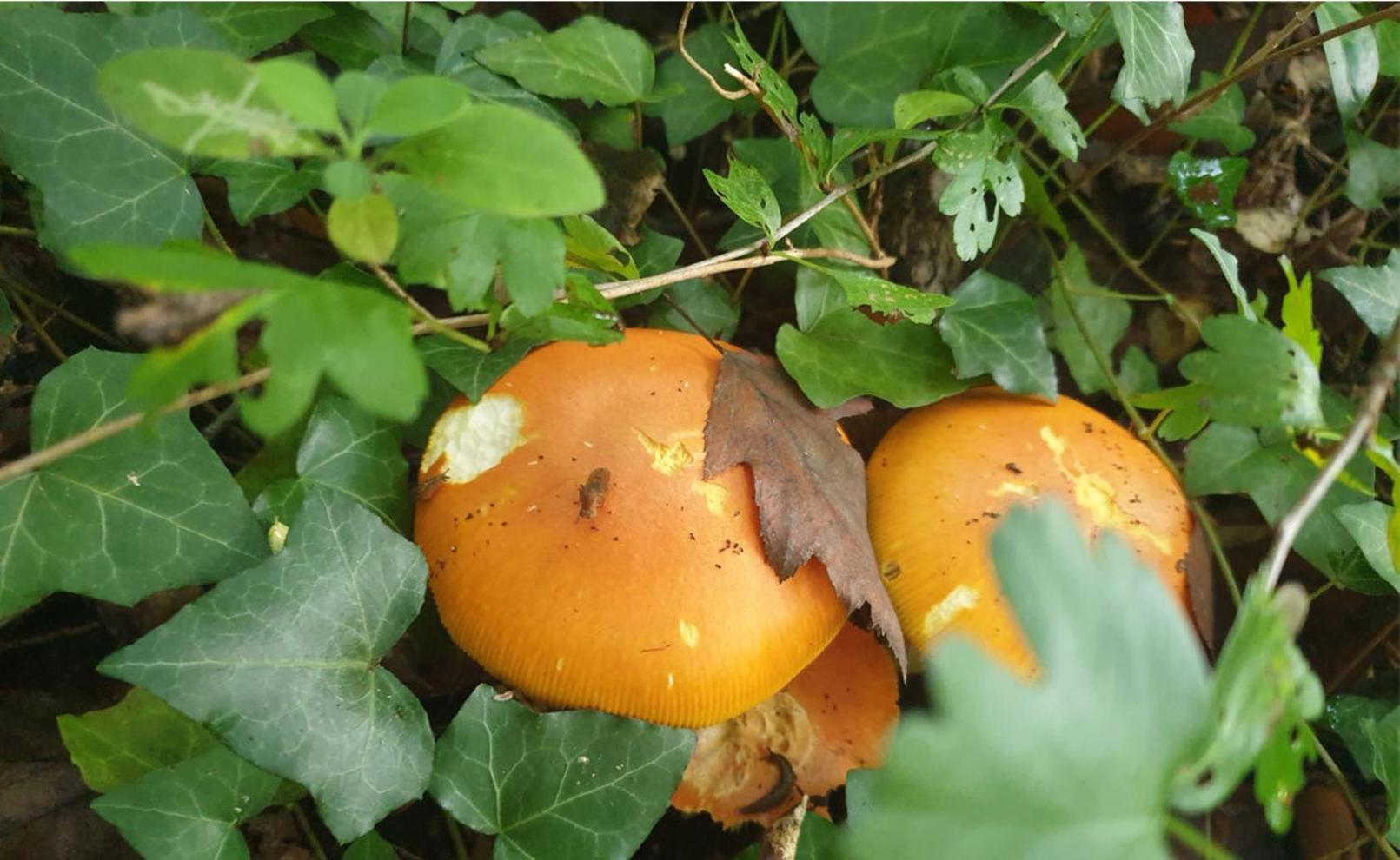 Seuls En Pleine Nature - Gite La Cote Blanche Puygaillard-de-Quercy Dış mekan fotoğraf