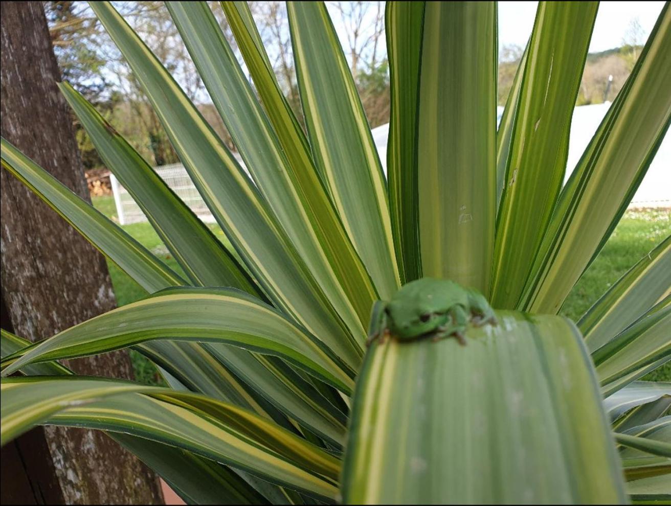 Seuls En Pleine Nature - Gite La Cote Blanche Puygaillard-de-Quercy Dış mekan fotoğraf
