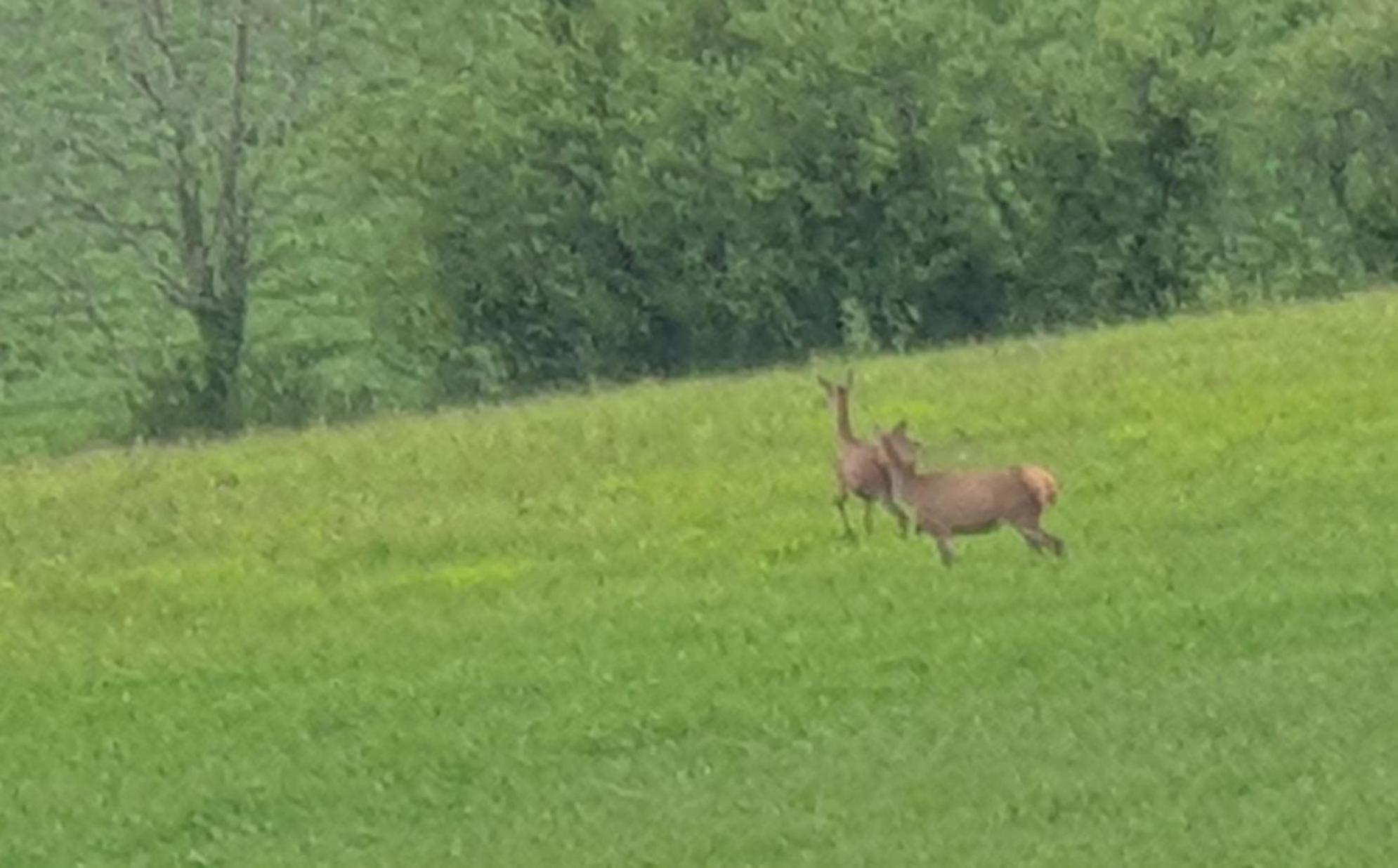 Seuls En Pleine Nature - Gite La Cote Blanche Puygaillard-de-Quercy Dış mekan fotoğraf