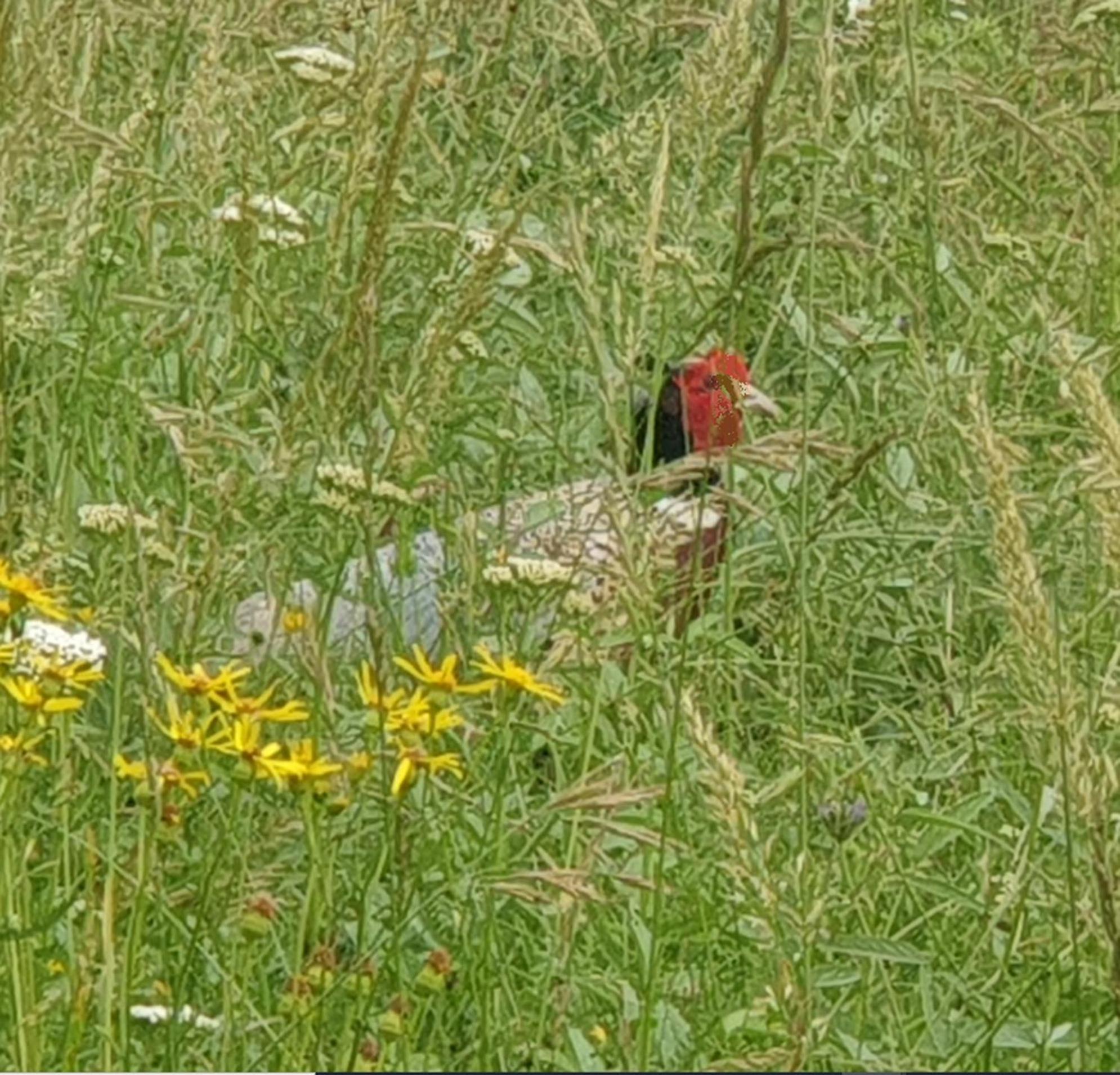 Seuls En Pleine Nature - Gite La Cote Blanche Puygaillard-de-Quercy Dış mekan fotoğraf